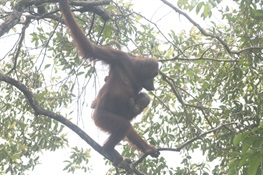 Orangutans Poised To Receive Major Boost